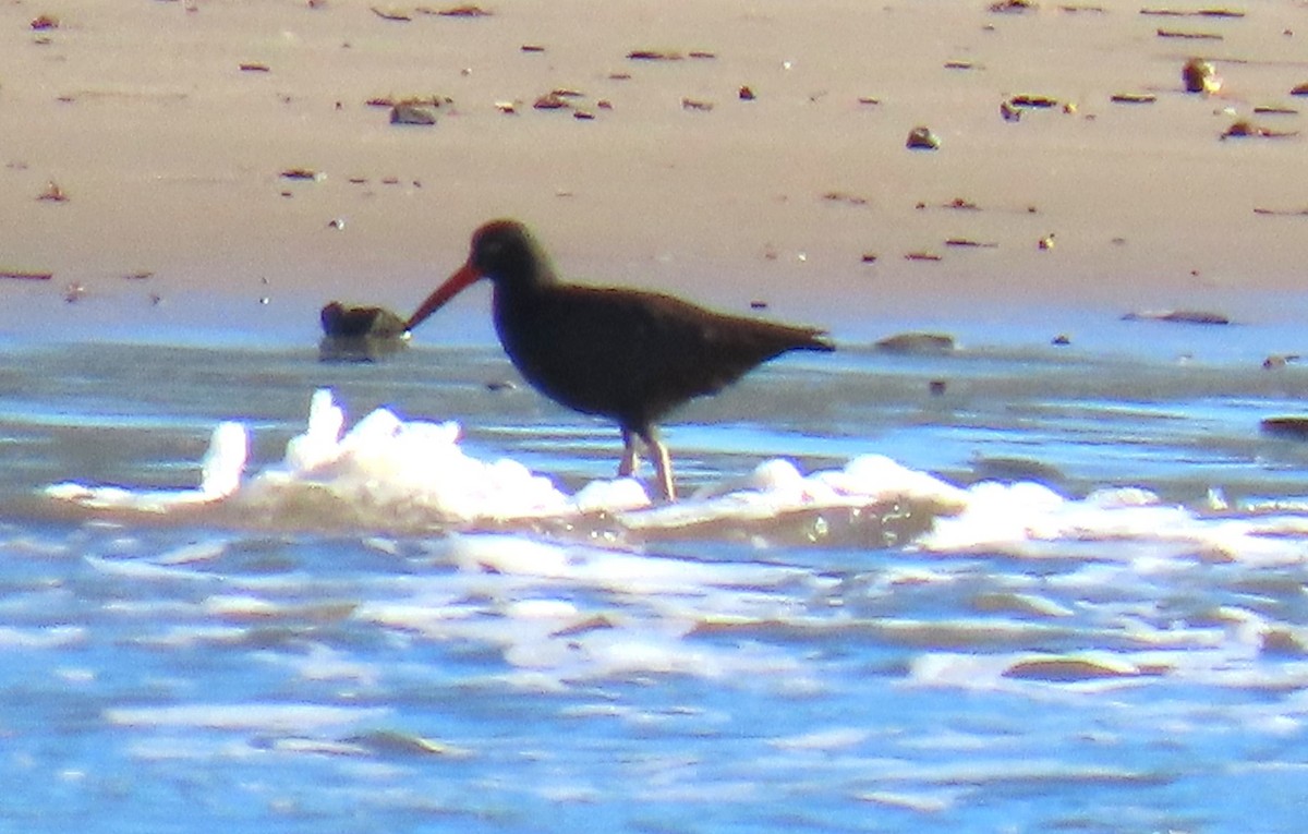 Black Oystercatcher - ML647719542