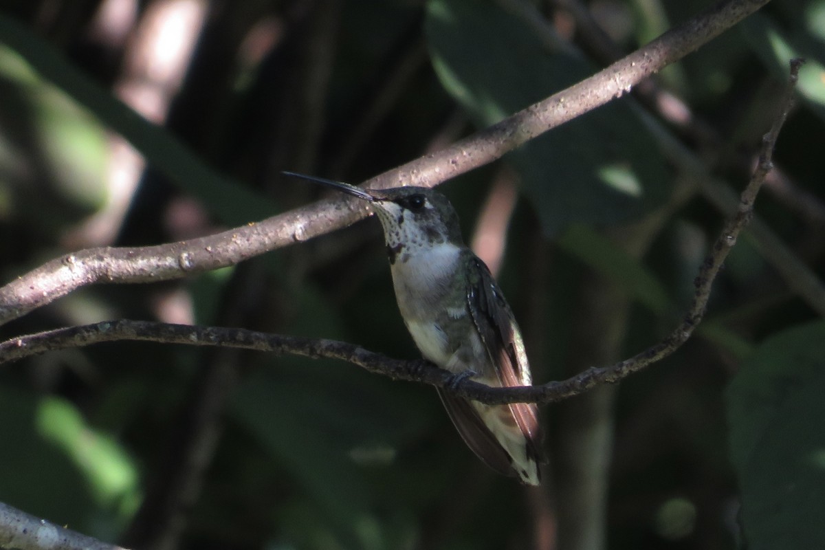 Ruby-throated Hummingbird - ML647719543