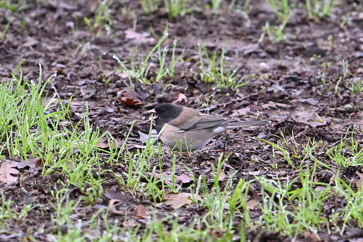 Dark-eyed Junco - ML647719545