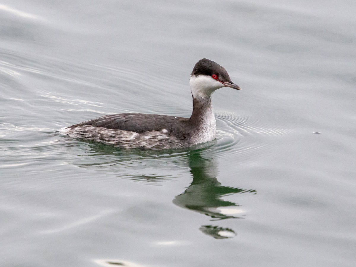 Horned Grebe - ML647719546