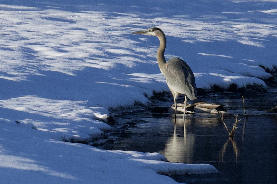 Great Blue Heron - ML647719547