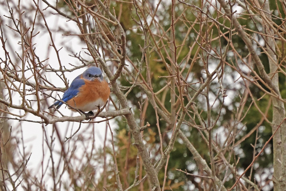Eastern Bluebird - ML647719551