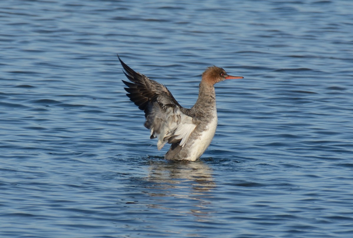 Red-breasted Merganser - ML647719555