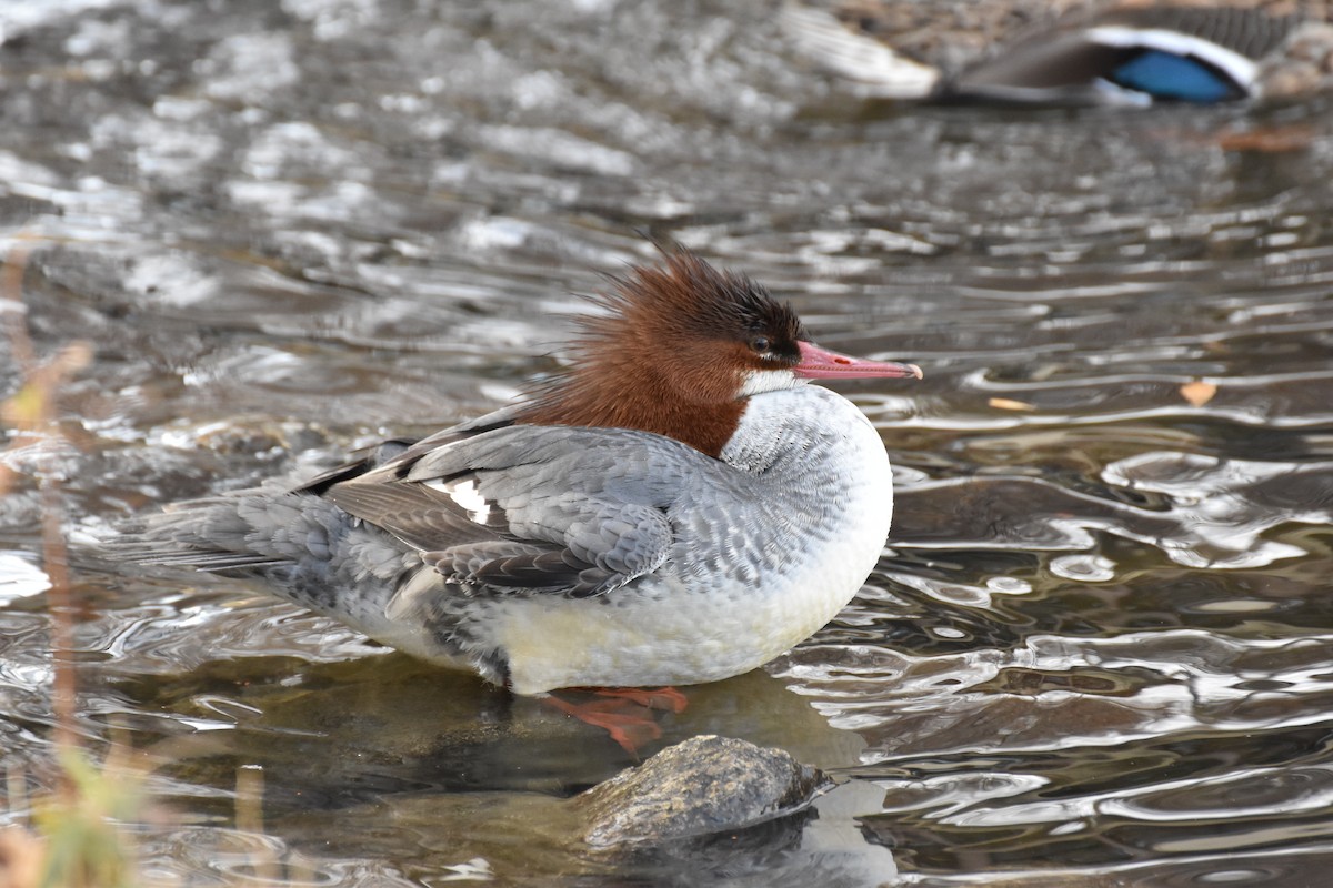 Common Merganser - ML647719556