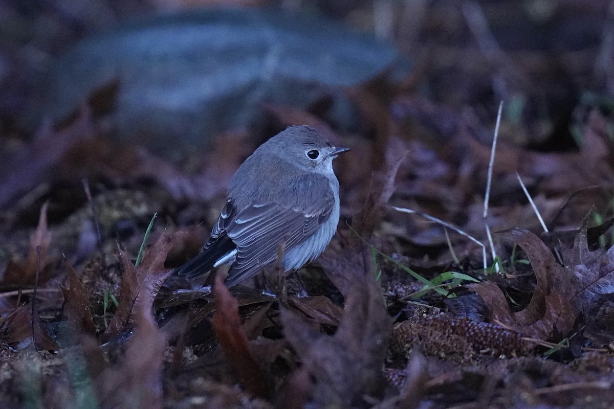 Taiga Flycatcher - ML647719560