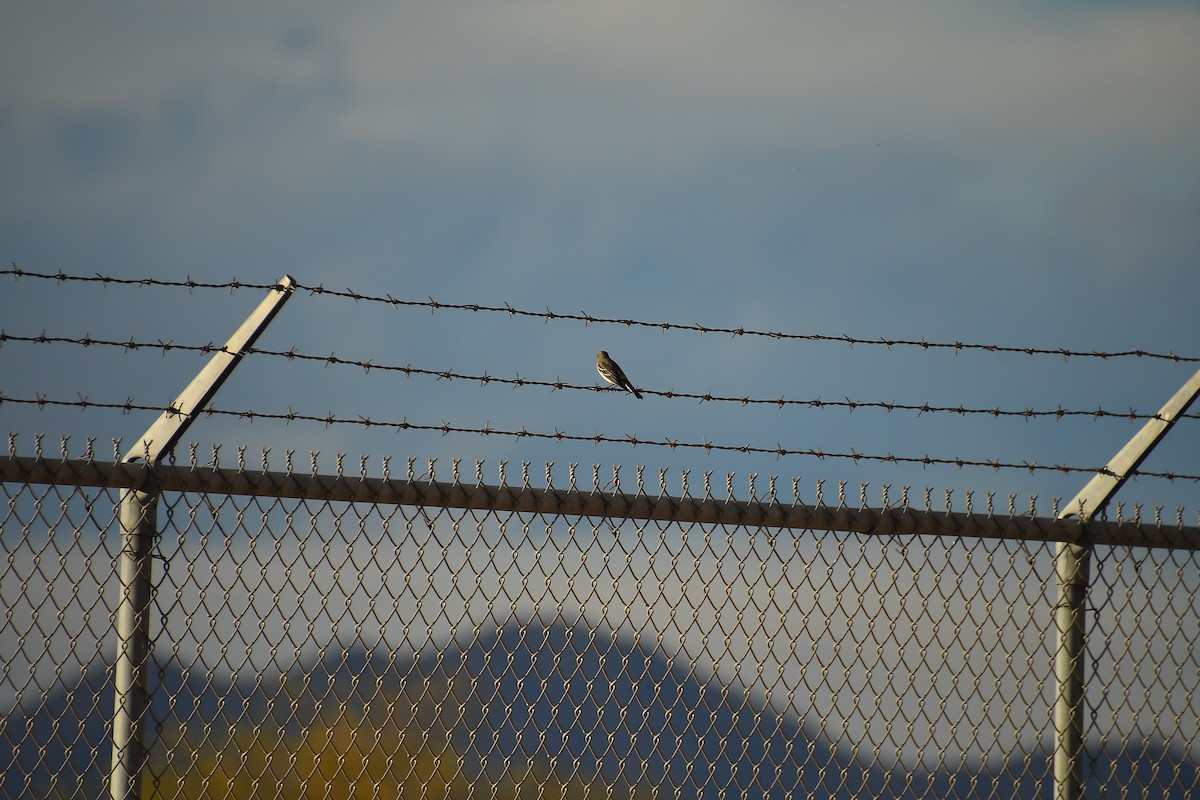 Yellow-rumped Warbler - ML647719561