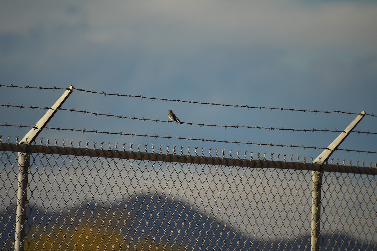 Yellow-rumped Warbler - ML647719562
