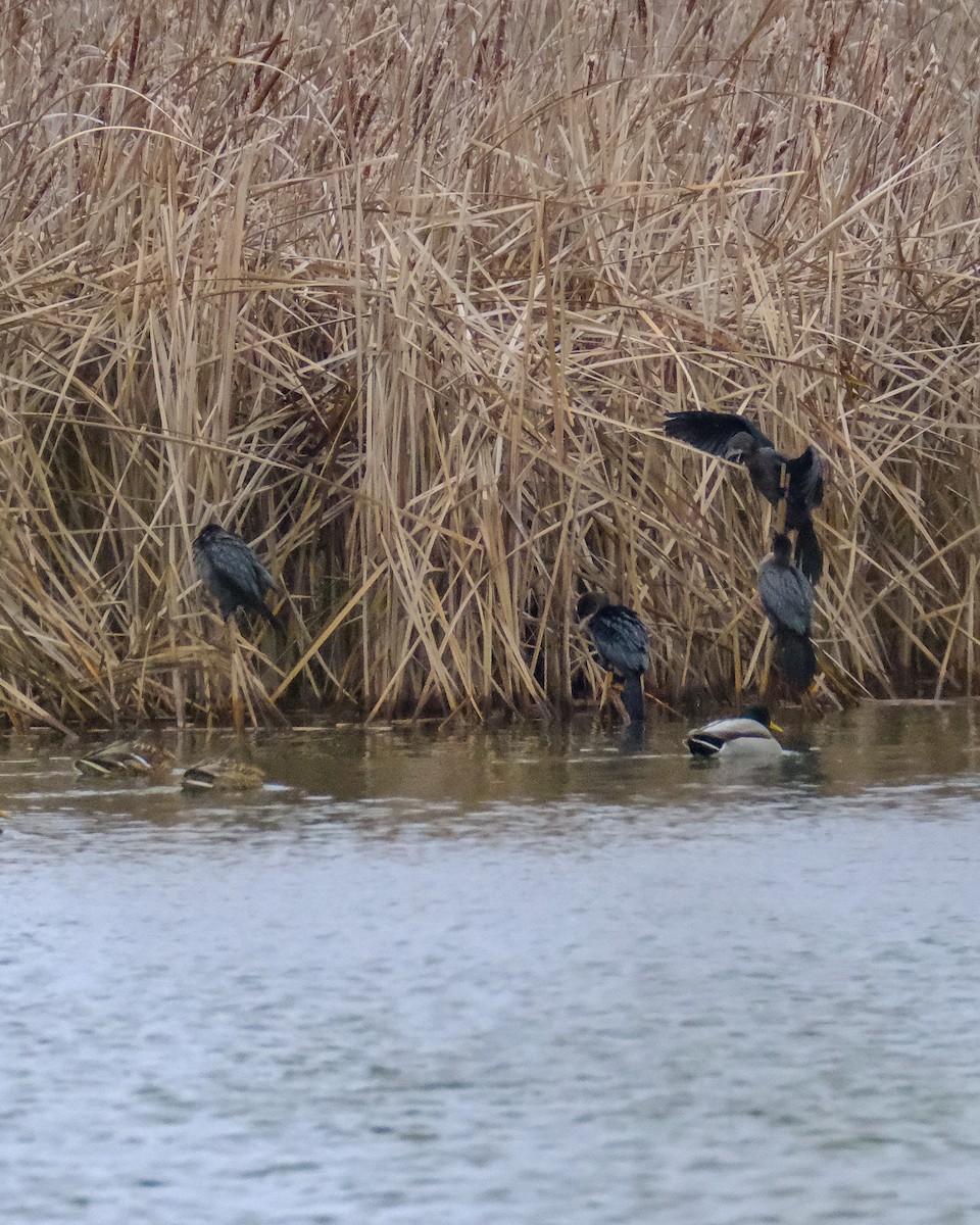 Pygmy Cormorant - ML647719568