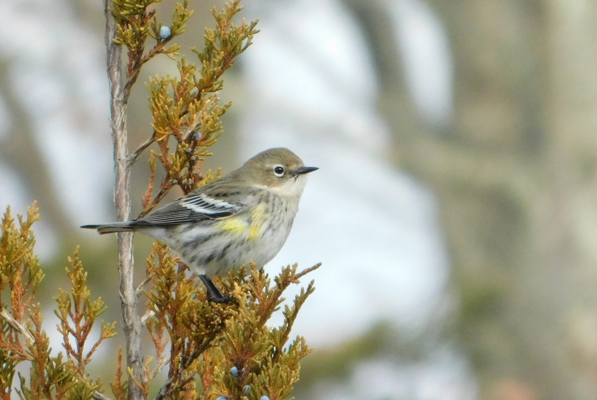 Yellow-rumped Warbler (Myrtle) - ML647719569