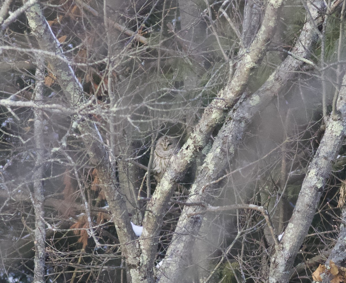 Barred Owl - ML647719575