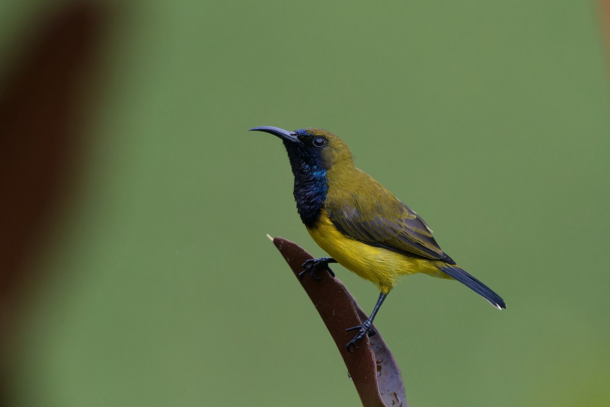 strdimil zdobený - ML647719579