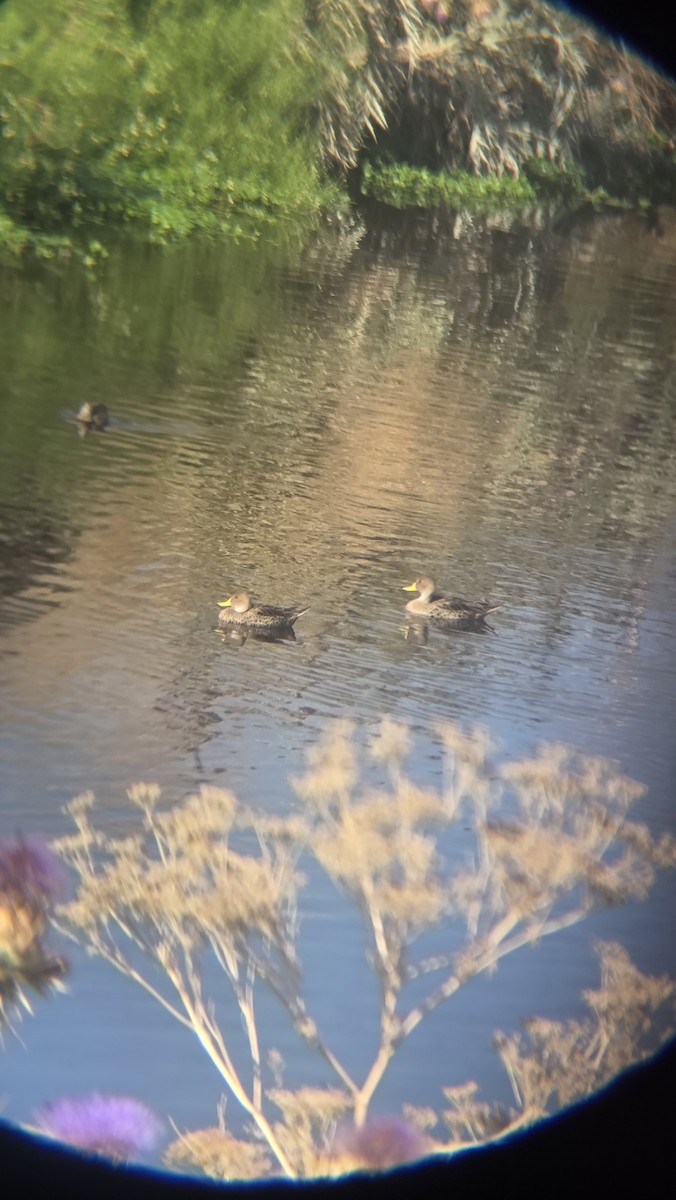 Sarı Gagalı Kılkuyruk - ML647719582