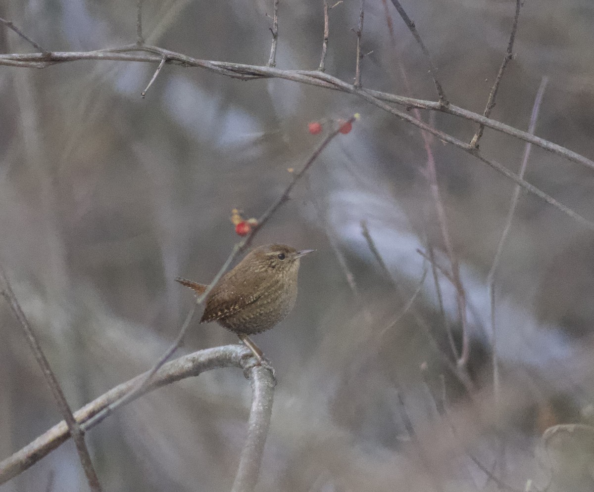 Winter Wren - ML647719584