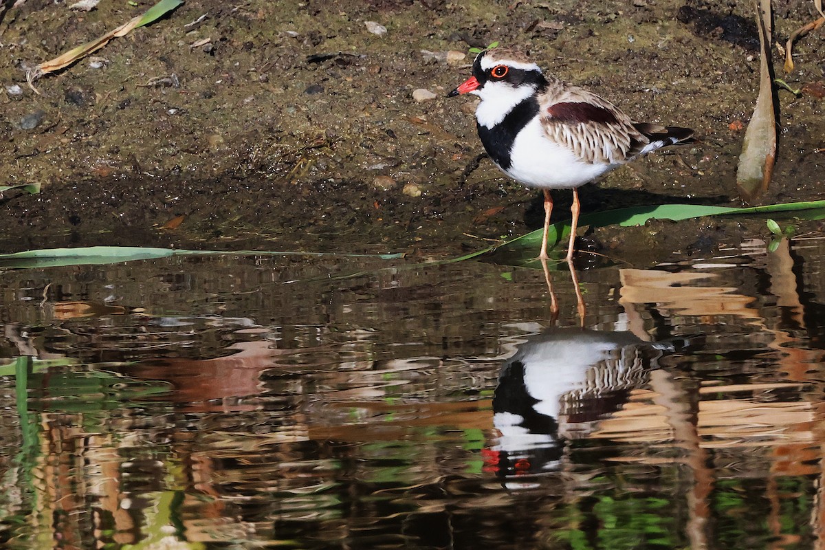 Black-fronted Dotterel - ML647719602