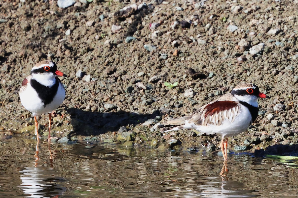 Black-fronted Dotterel - ML647719625