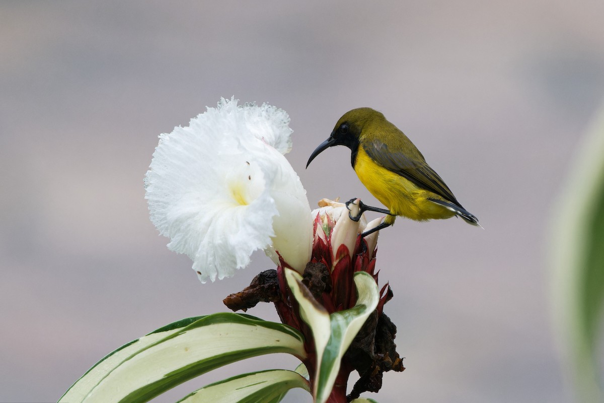 strdimil zdobený - ML647719626