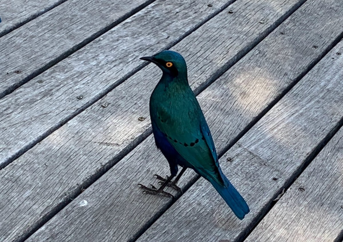 Greater Blue-eared Starling - ML647719627