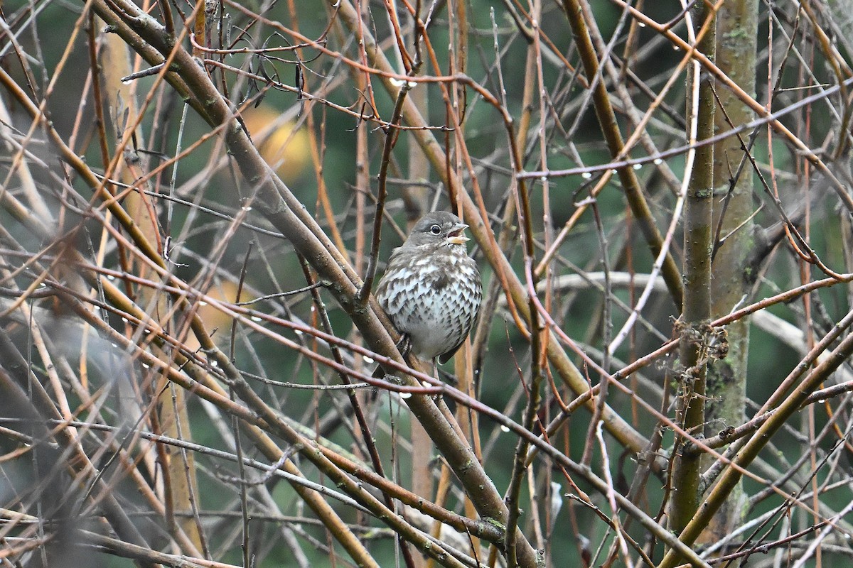Fox Sparrow - ML647719628