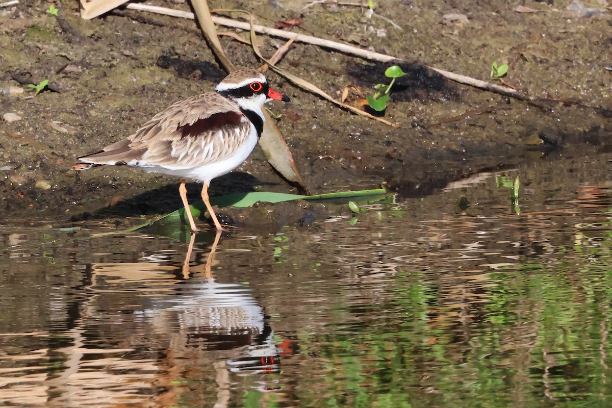 Black-fronted Dotterel - ML647719630