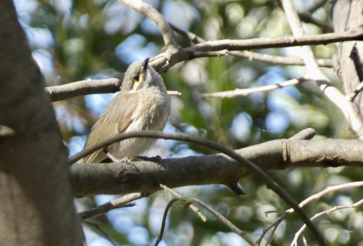 Sarı Yanaklı Balkuşu - ML647719631