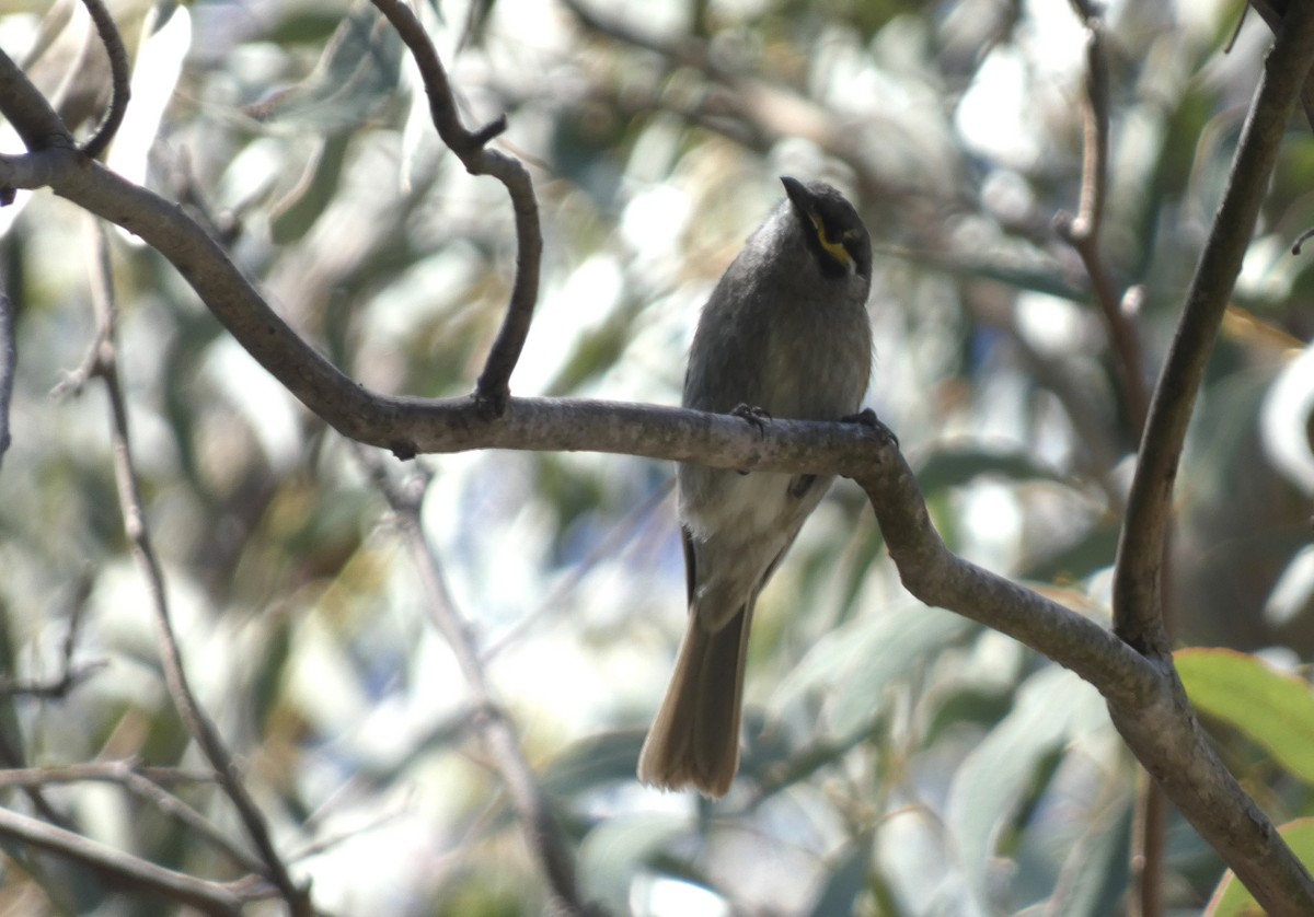 Sarı Yanaklı Balkuşu - ML647719632