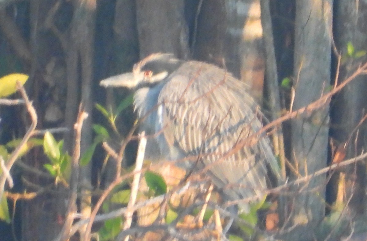 kvakoš žlutočelý - ML647719635