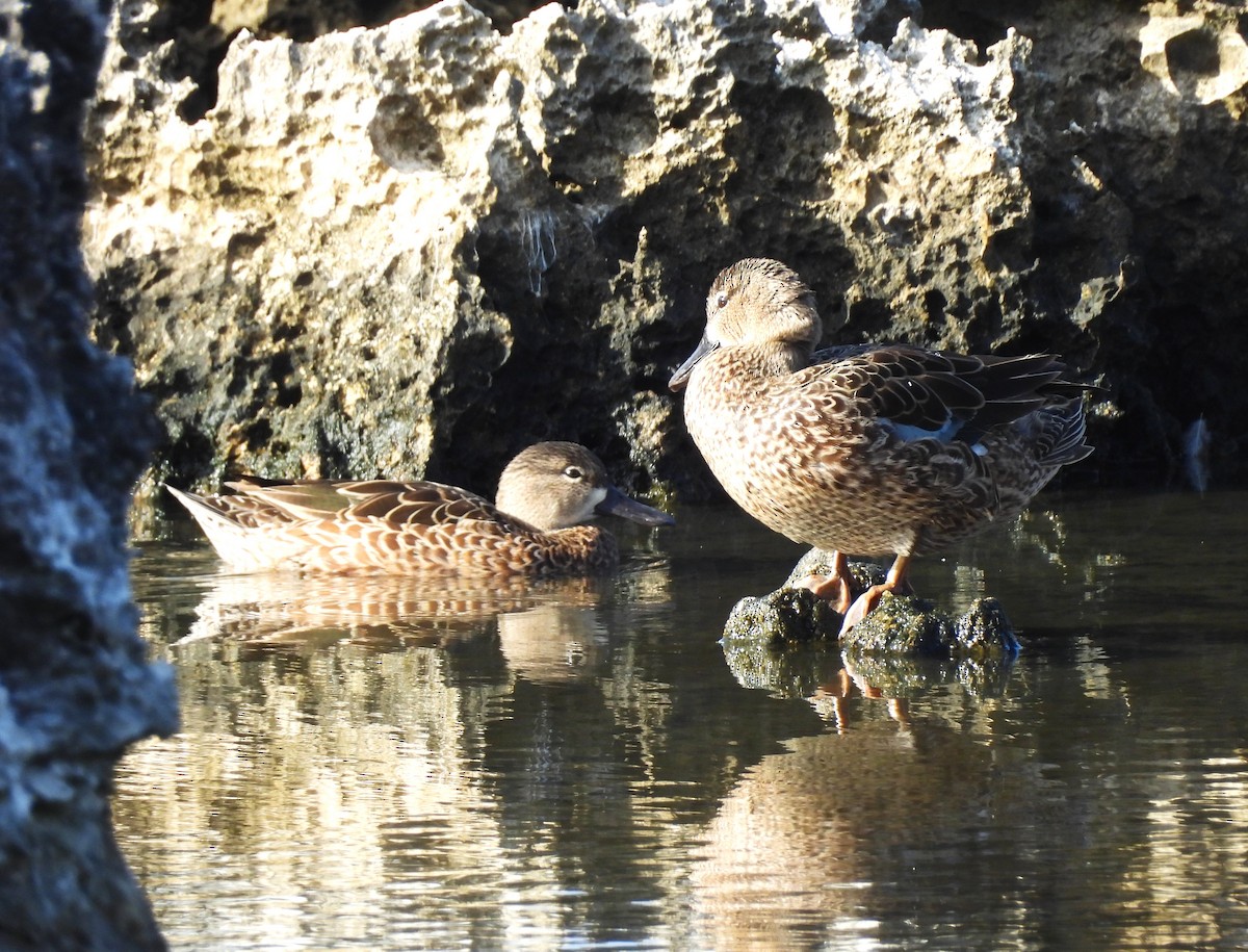 Blue-winged Teal - ML647719637