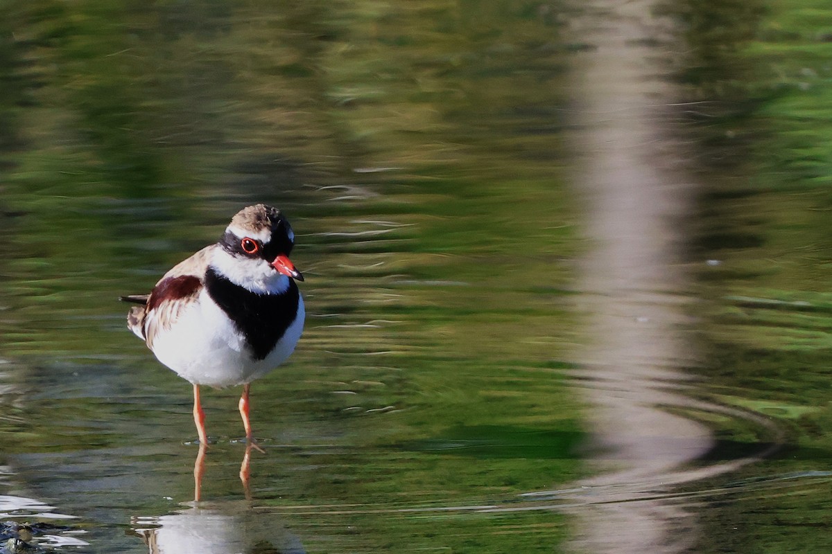 Black-fronted Dotterel - ML647719638