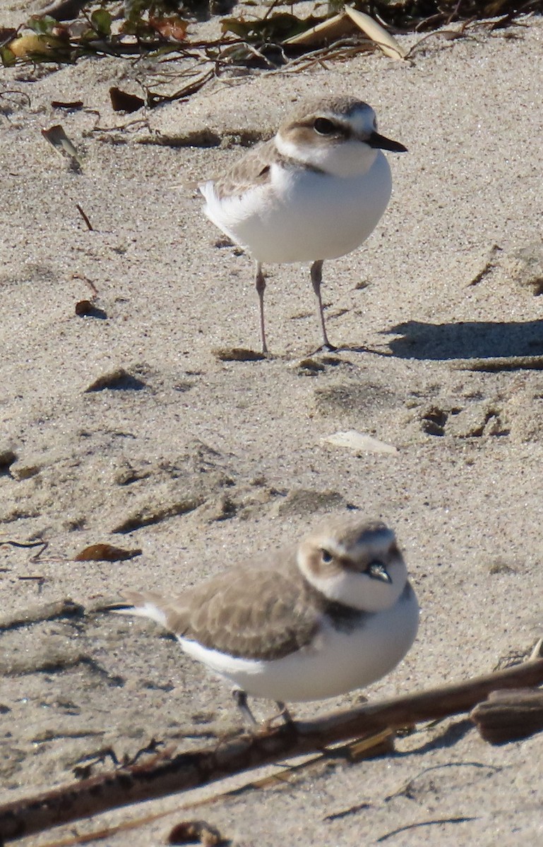 Snowy Plover - ML647719639