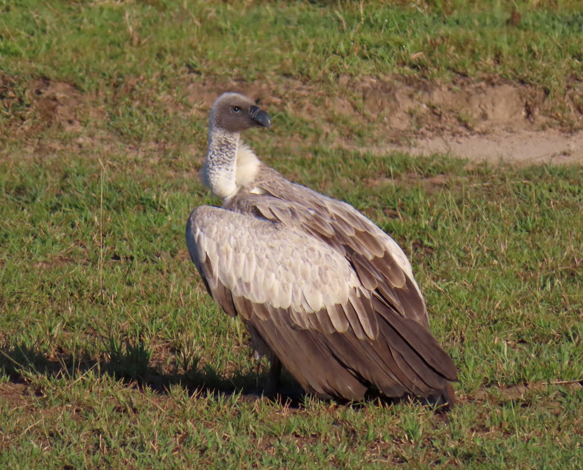 Ak Sırtlı Akbaba - ML647719643