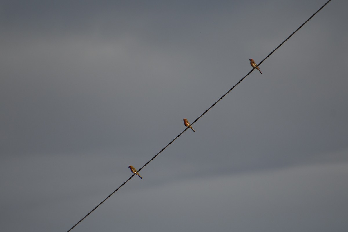 House Finch - ML647719650