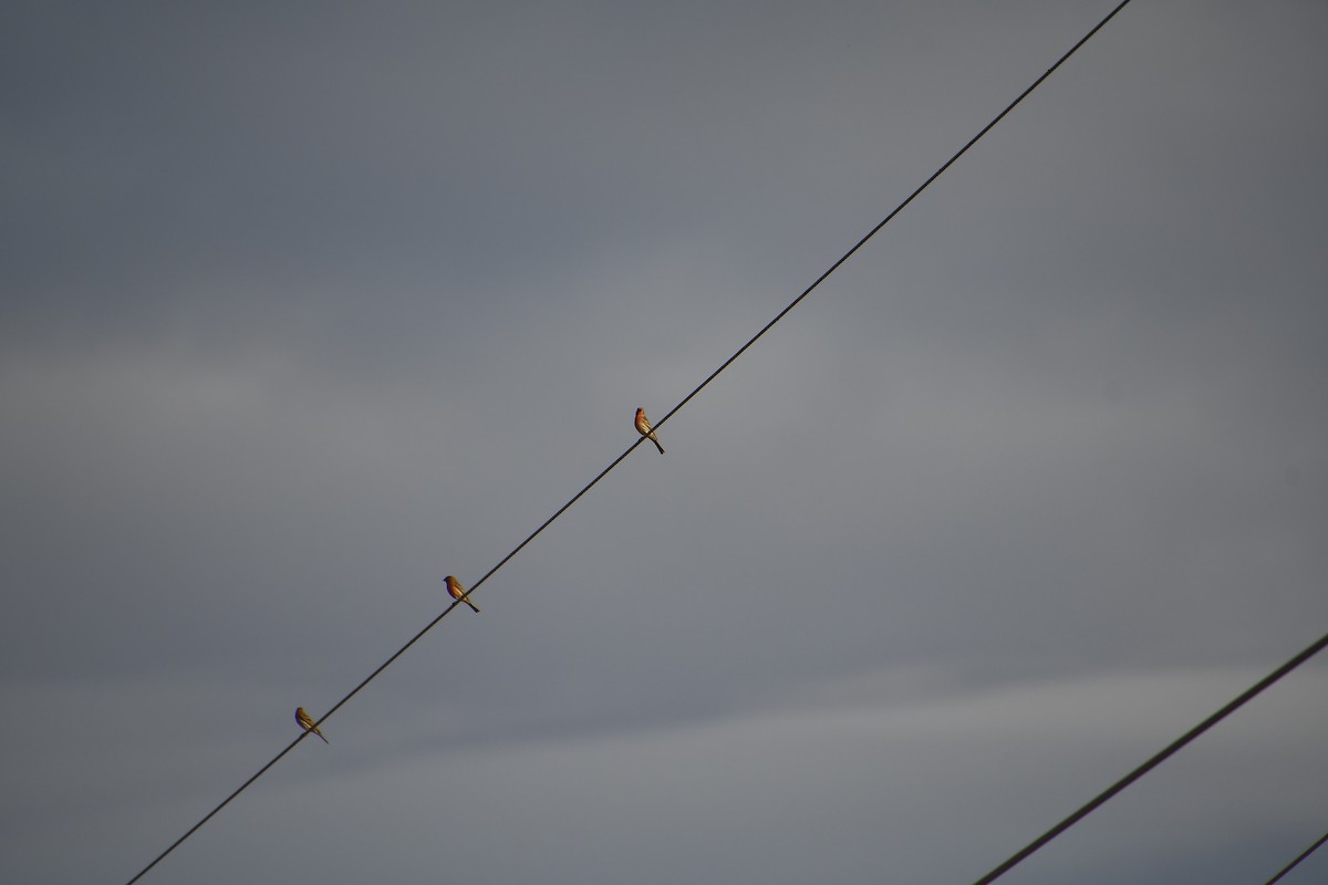 House Finch - ML647719651