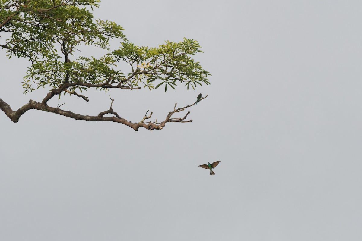 vlha modrohrdlá - ML647719656