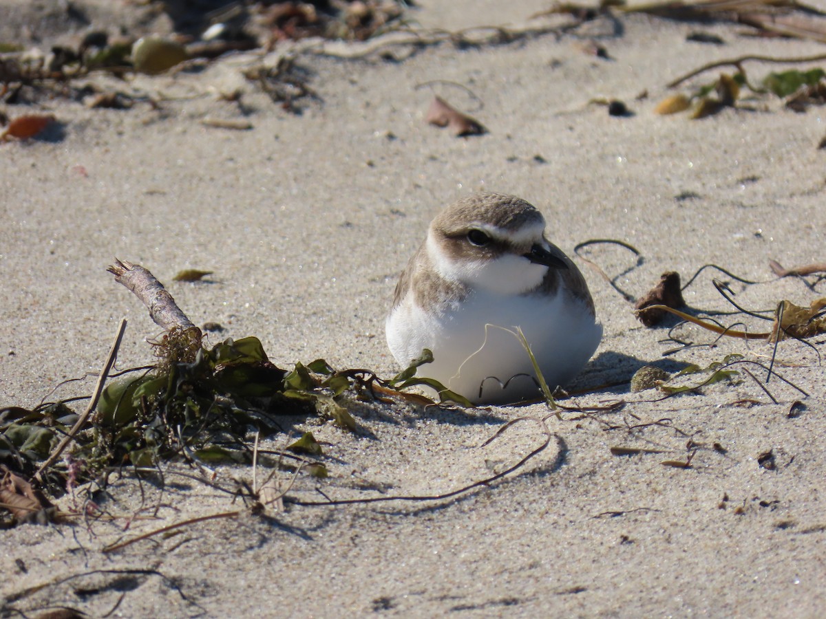 Snowy Plover - ML647719657