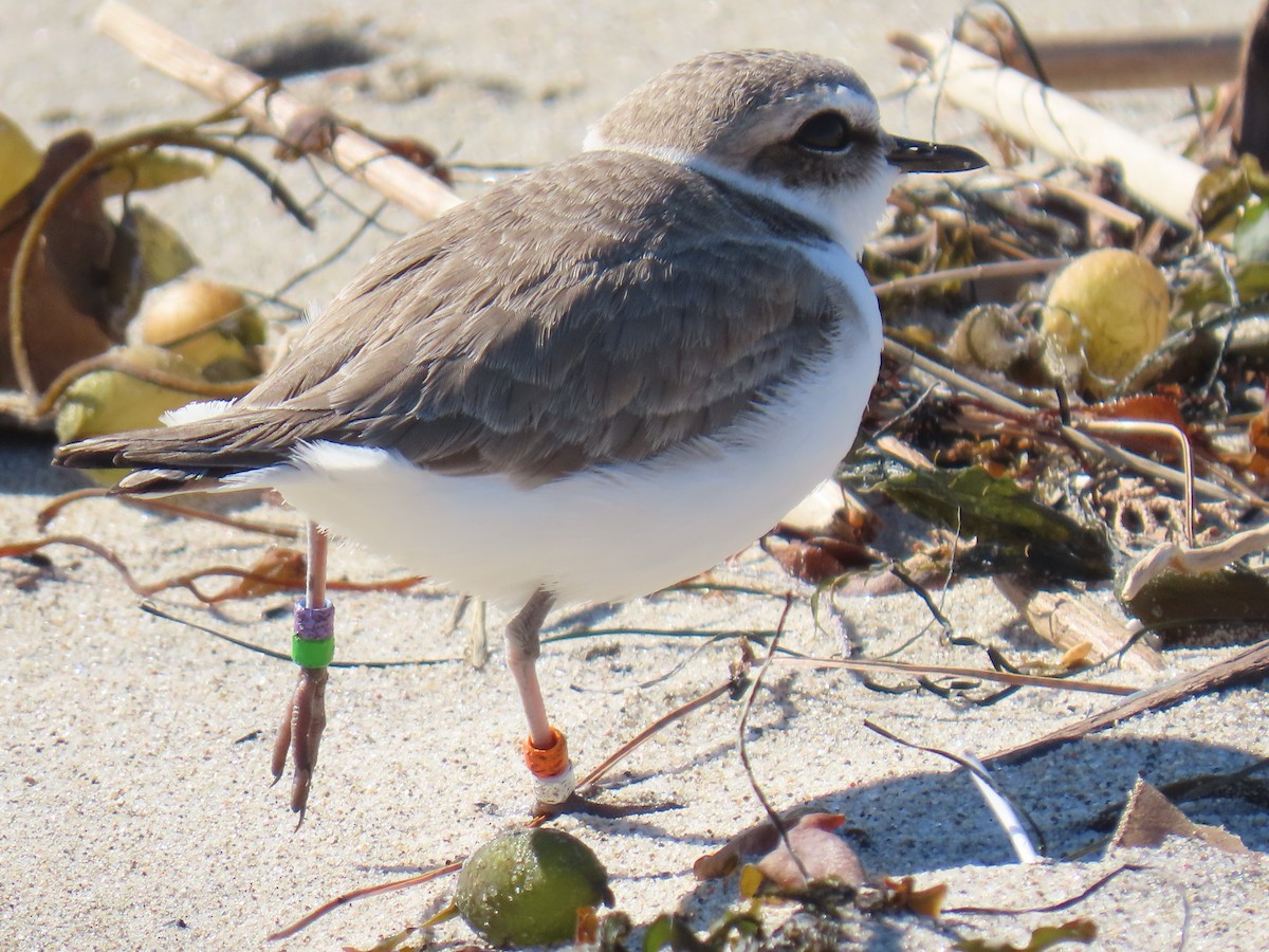 Snowy Plover - ML647719666