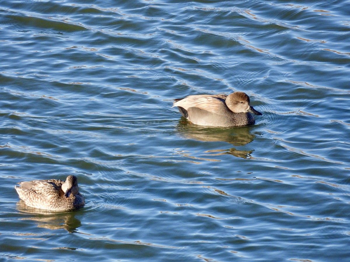 Boz Ördek - ML647719689
