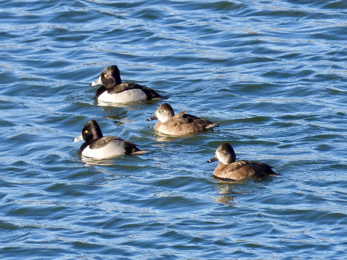 Moretta dal collare - ML647719705