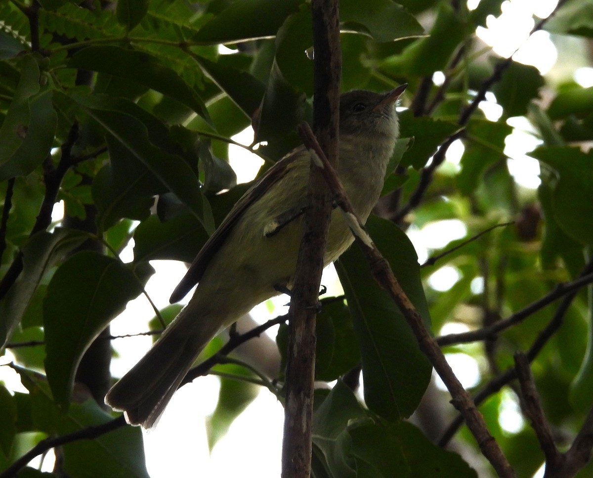 Caribbean Elaenia - ML647719724