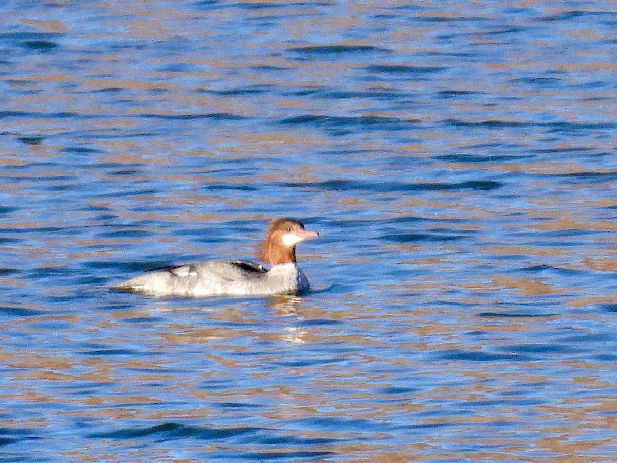 Smergo maggiore - ML647719741