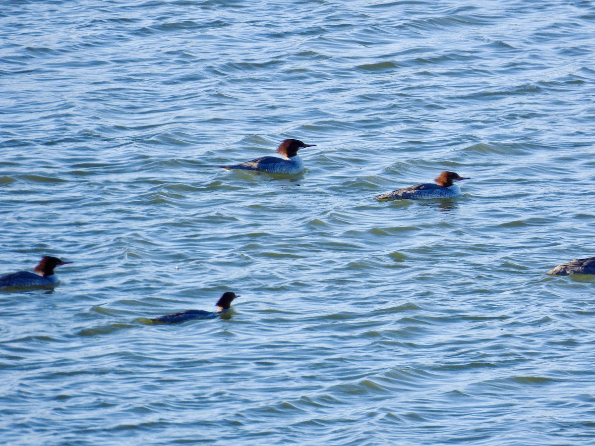 Smergo maggiore - ML647719742