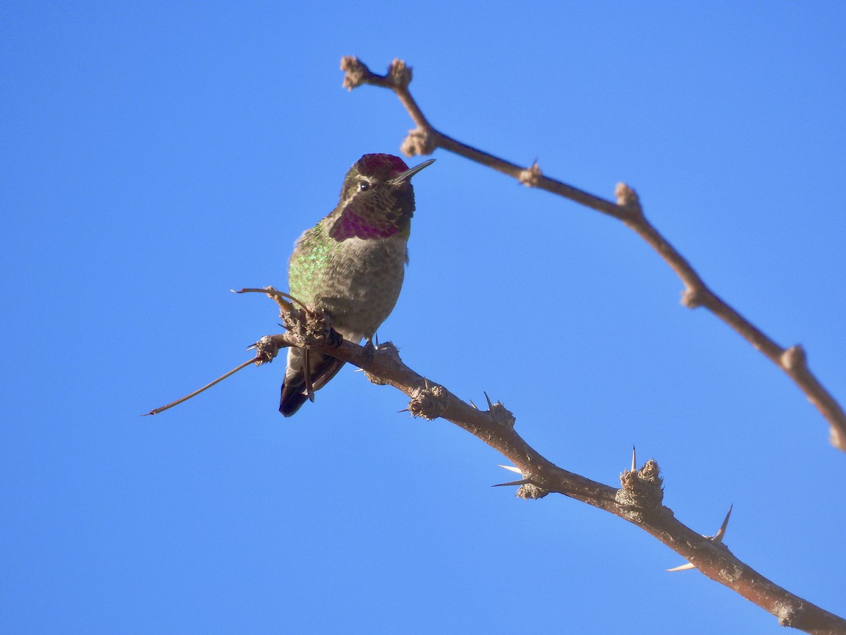 Anna's Hummingbird - ML647719755
