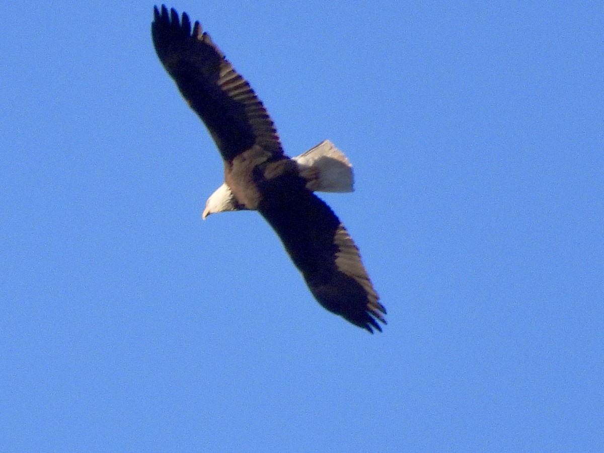 Bald Eagle - ML647719773