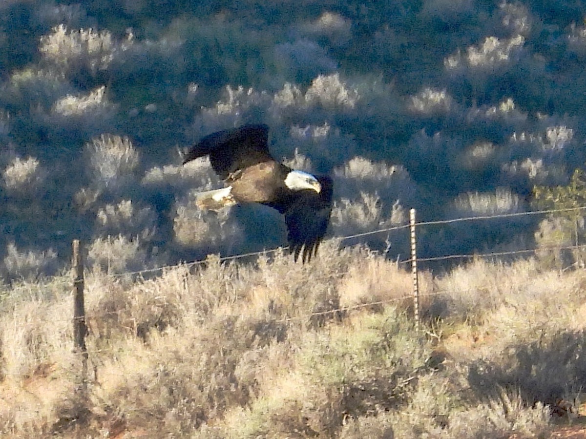 Bald Eagle - ML647719774