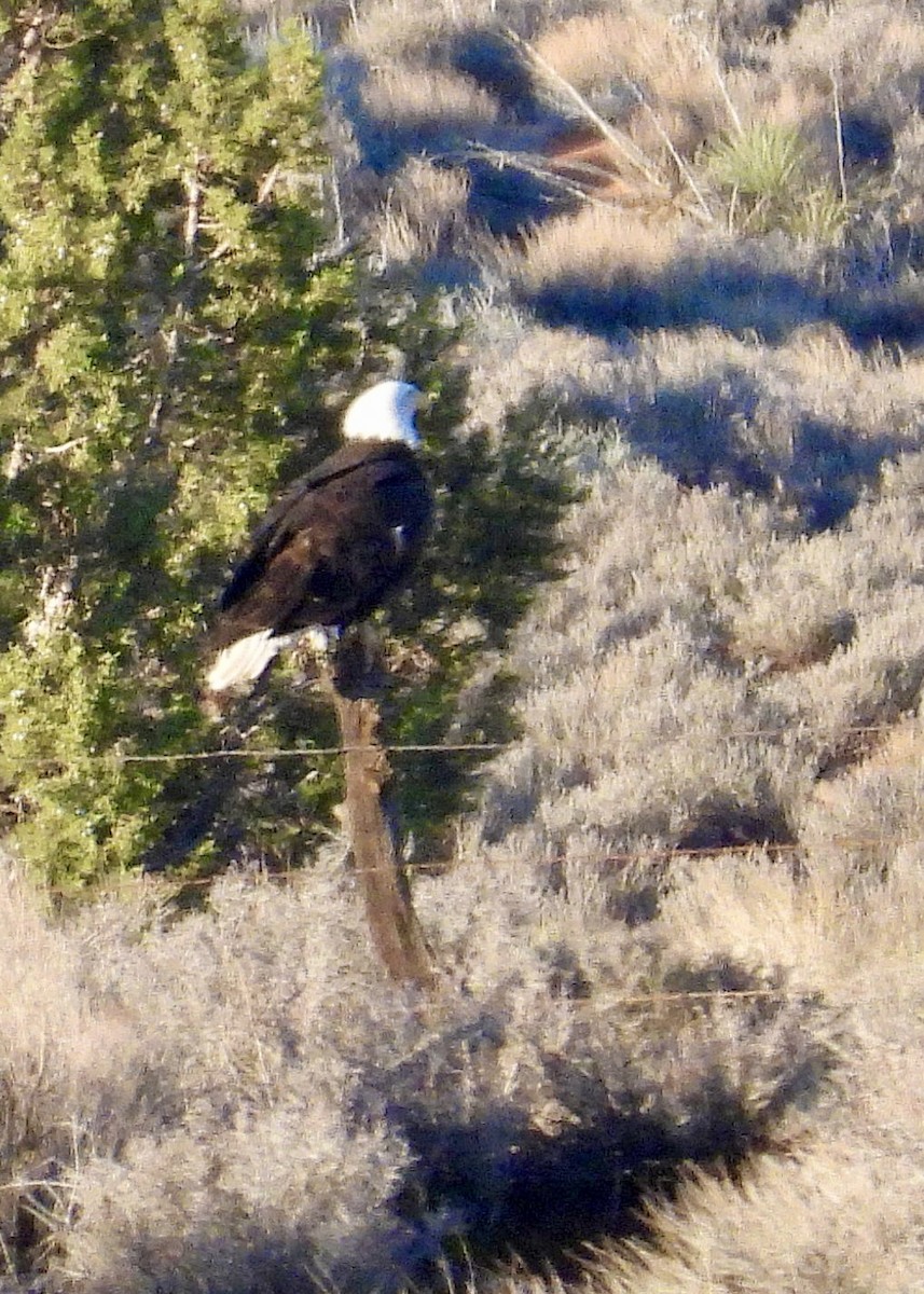 Bald Eagle - ML647719775