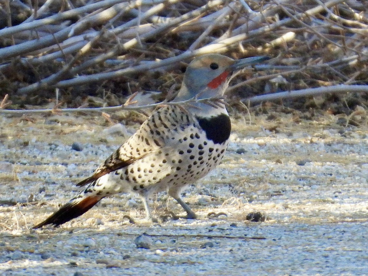 Northern Flicker - ML647719788