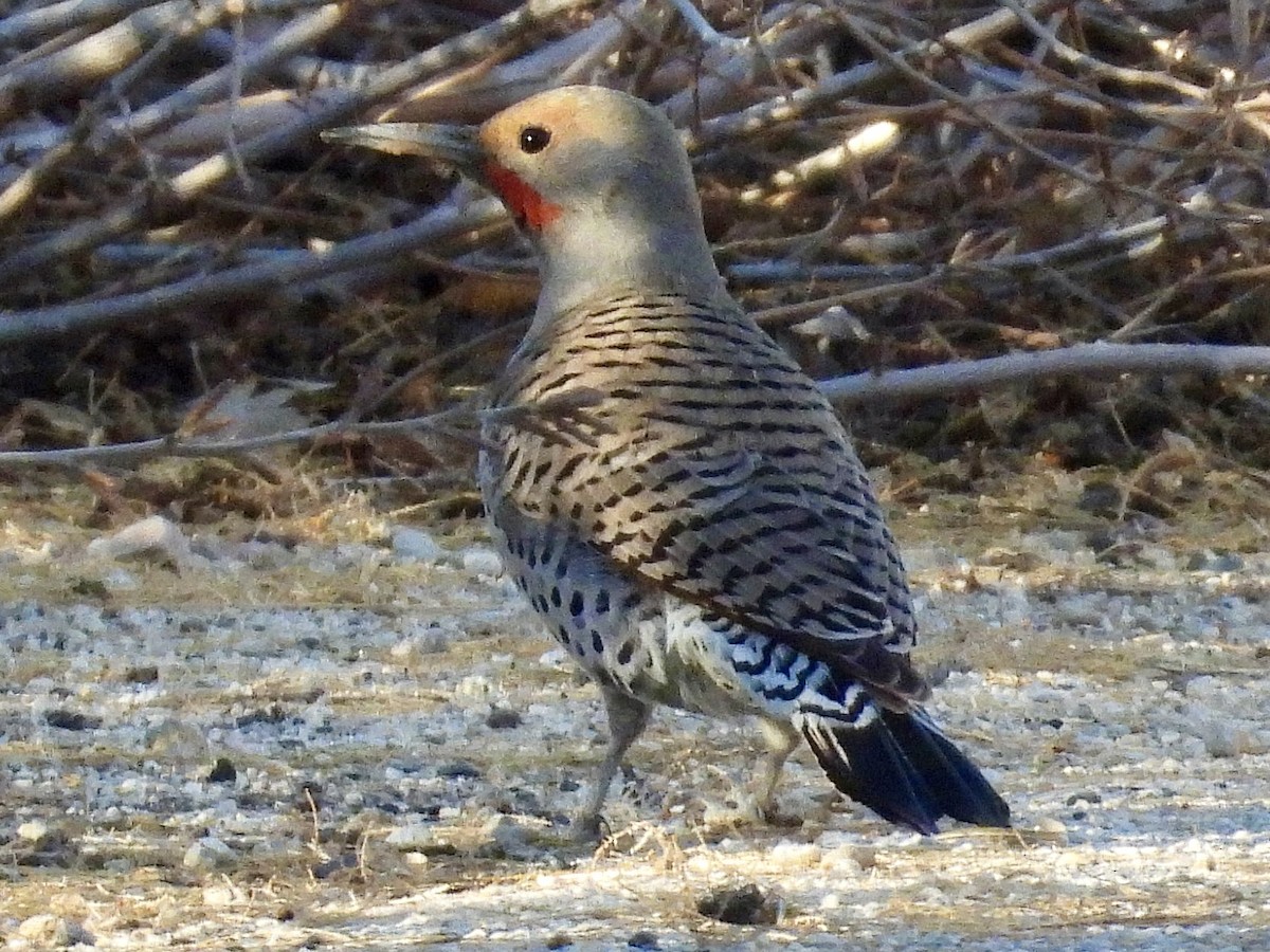 Northern Flicker - ML647719789