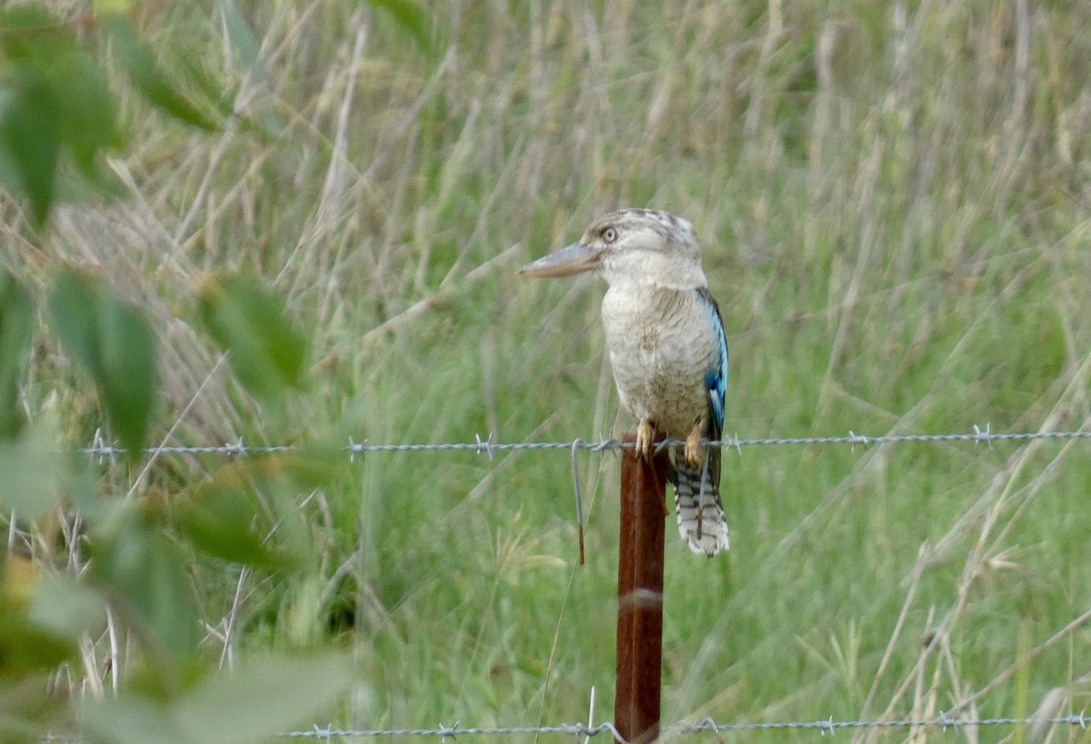 Blue-winged Kookaburra - ML647719793