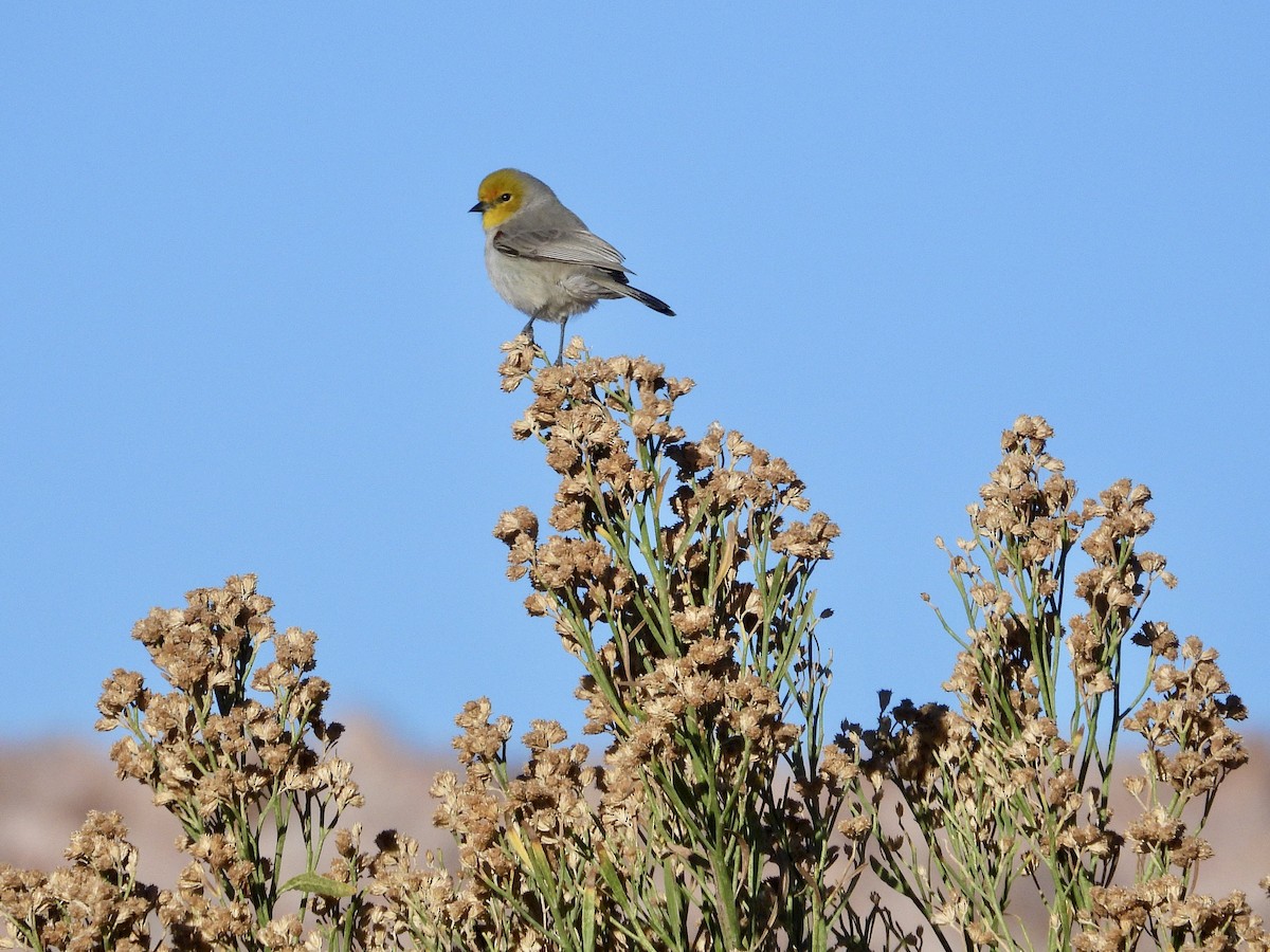 Verdin - ML647719823