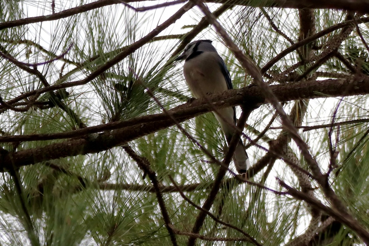 Blue Jay - ML647719824