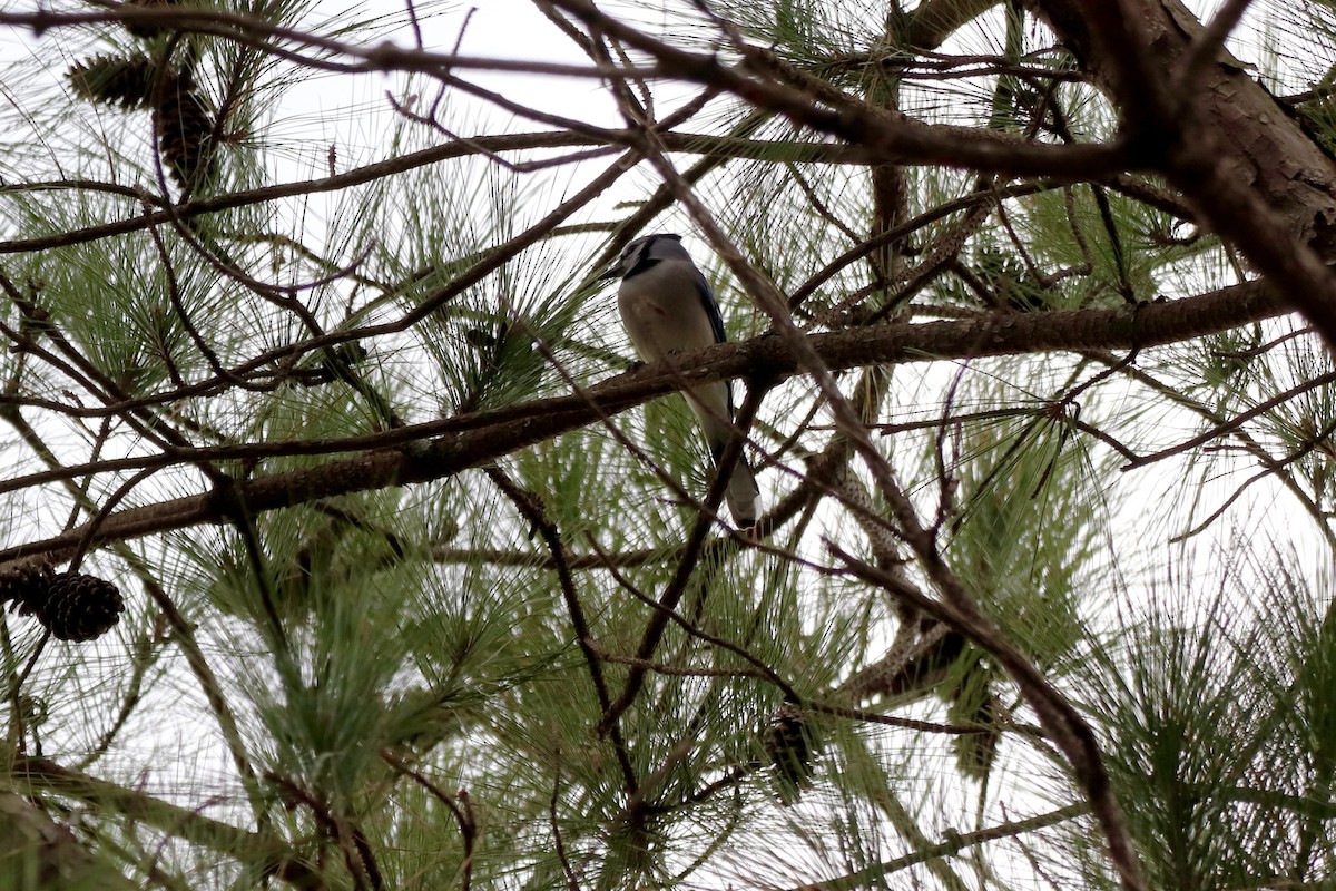 Blue Jay - ML647719825